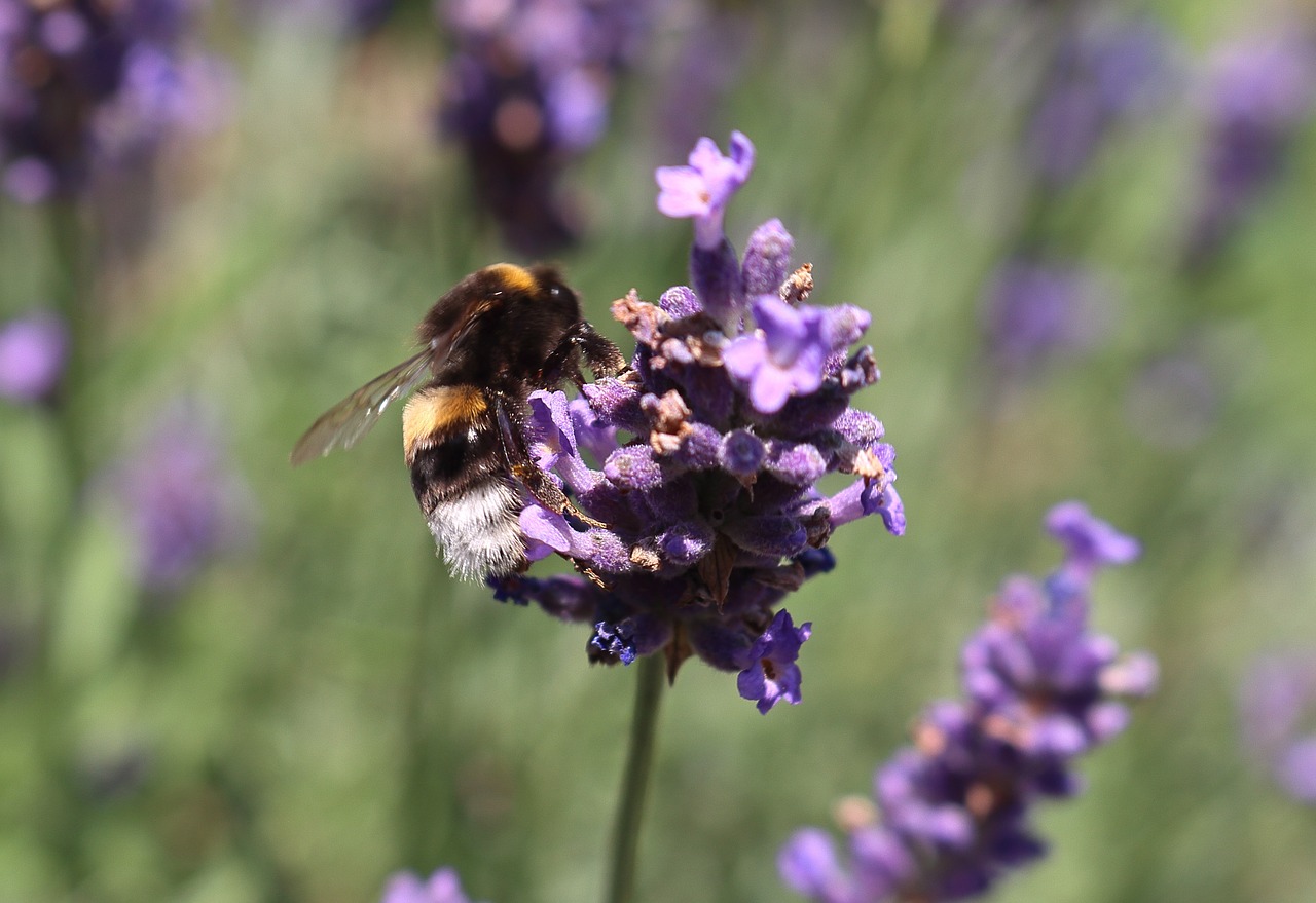 bee lavender insect free photo