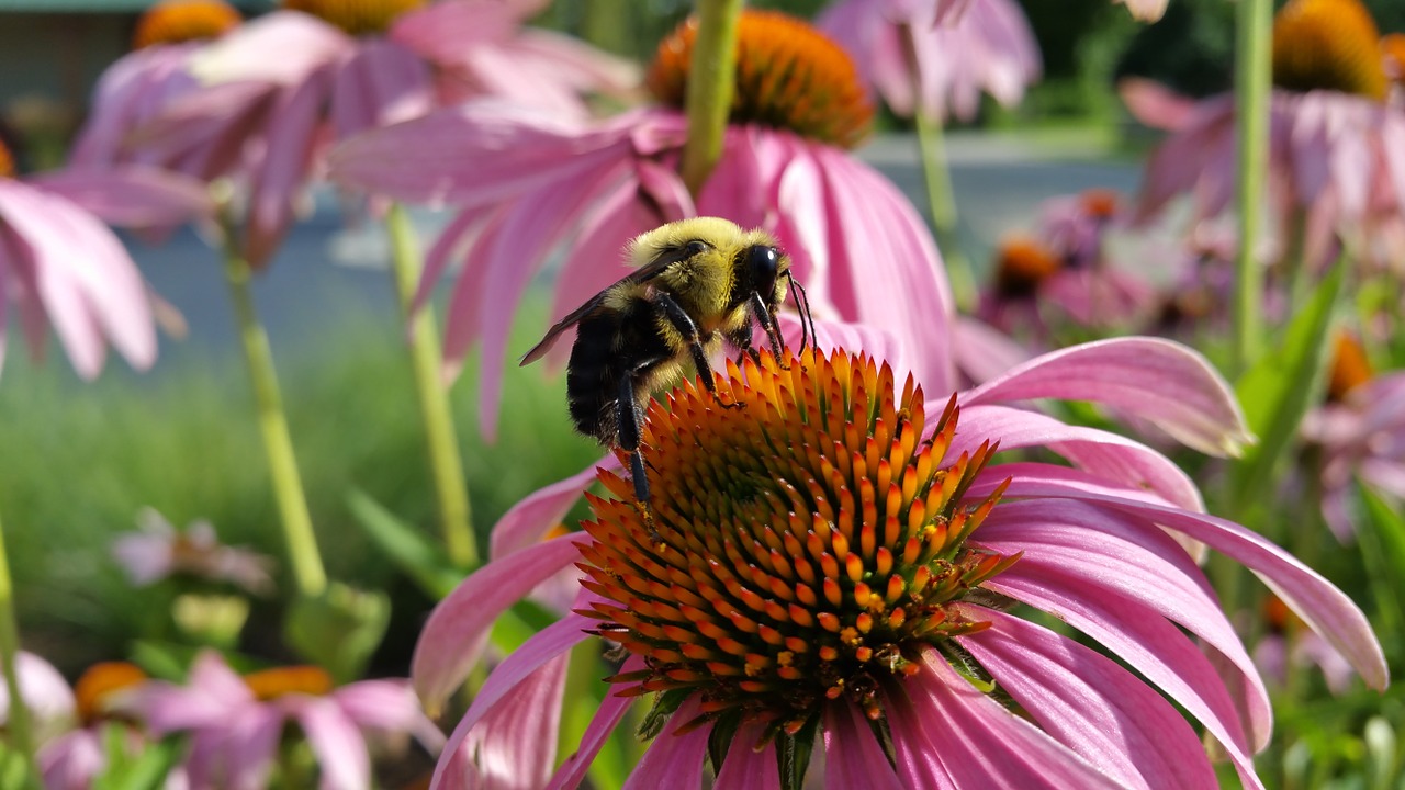 bee coneflower insects free photo