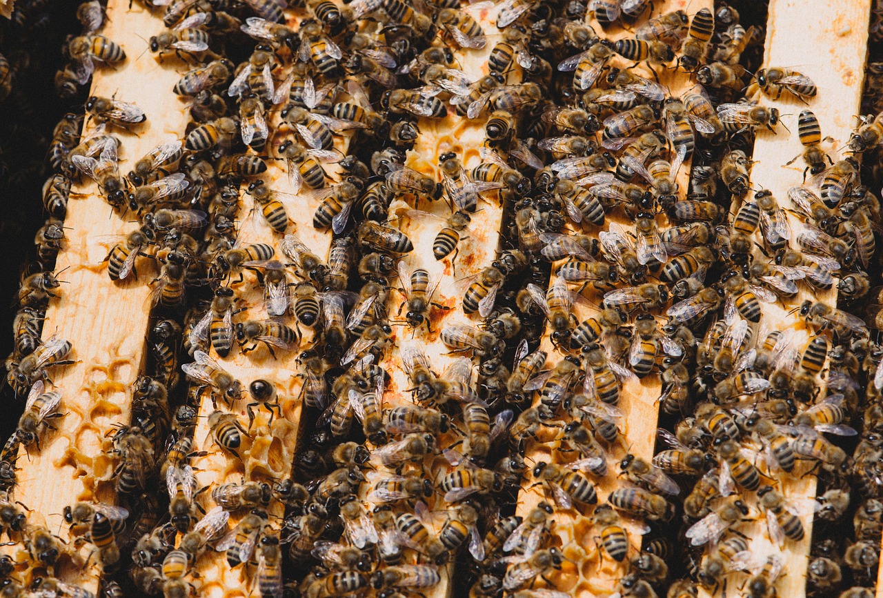 bee hive insect free photo