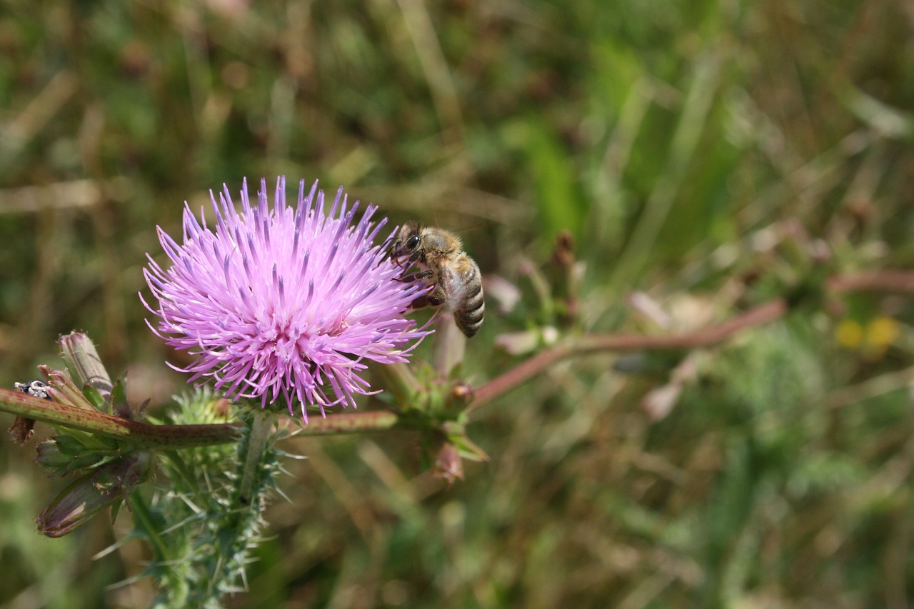 bee honey healthy free photo