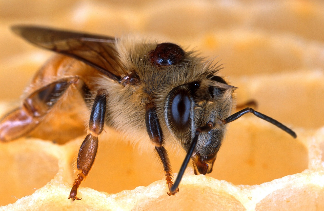 bee honeybee honeycomb free photo