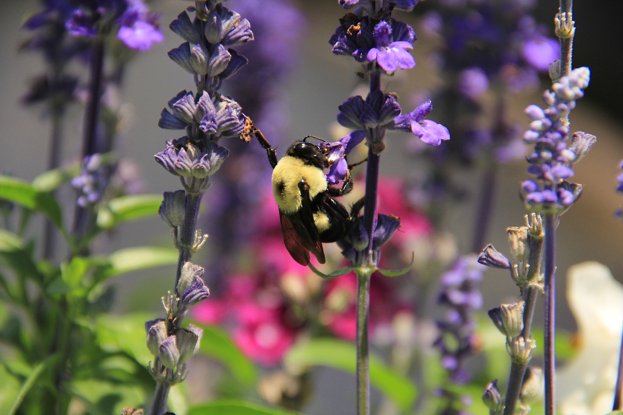 bee bumblebee flowers free photo