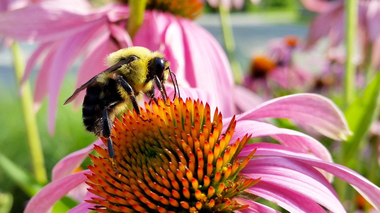 bee coneflower insects free photo