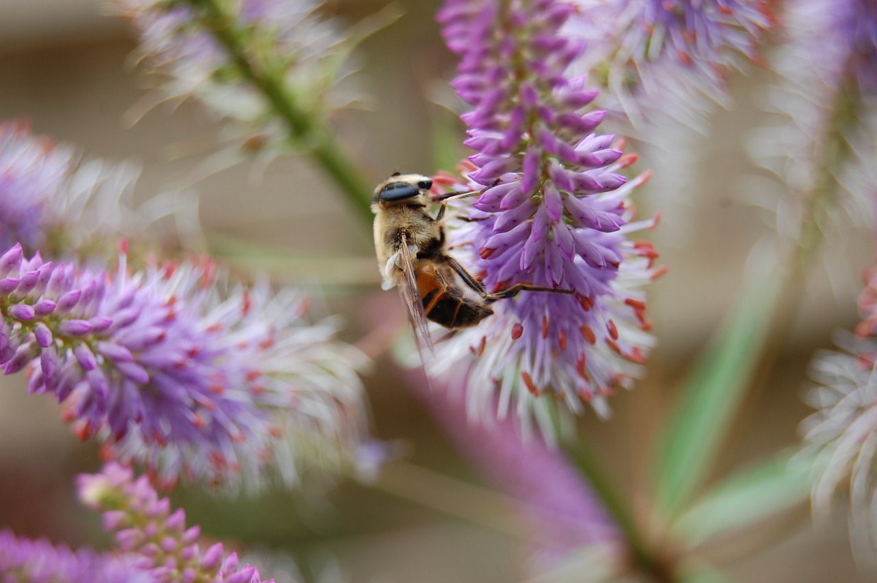 bee bumblebee bug free photo