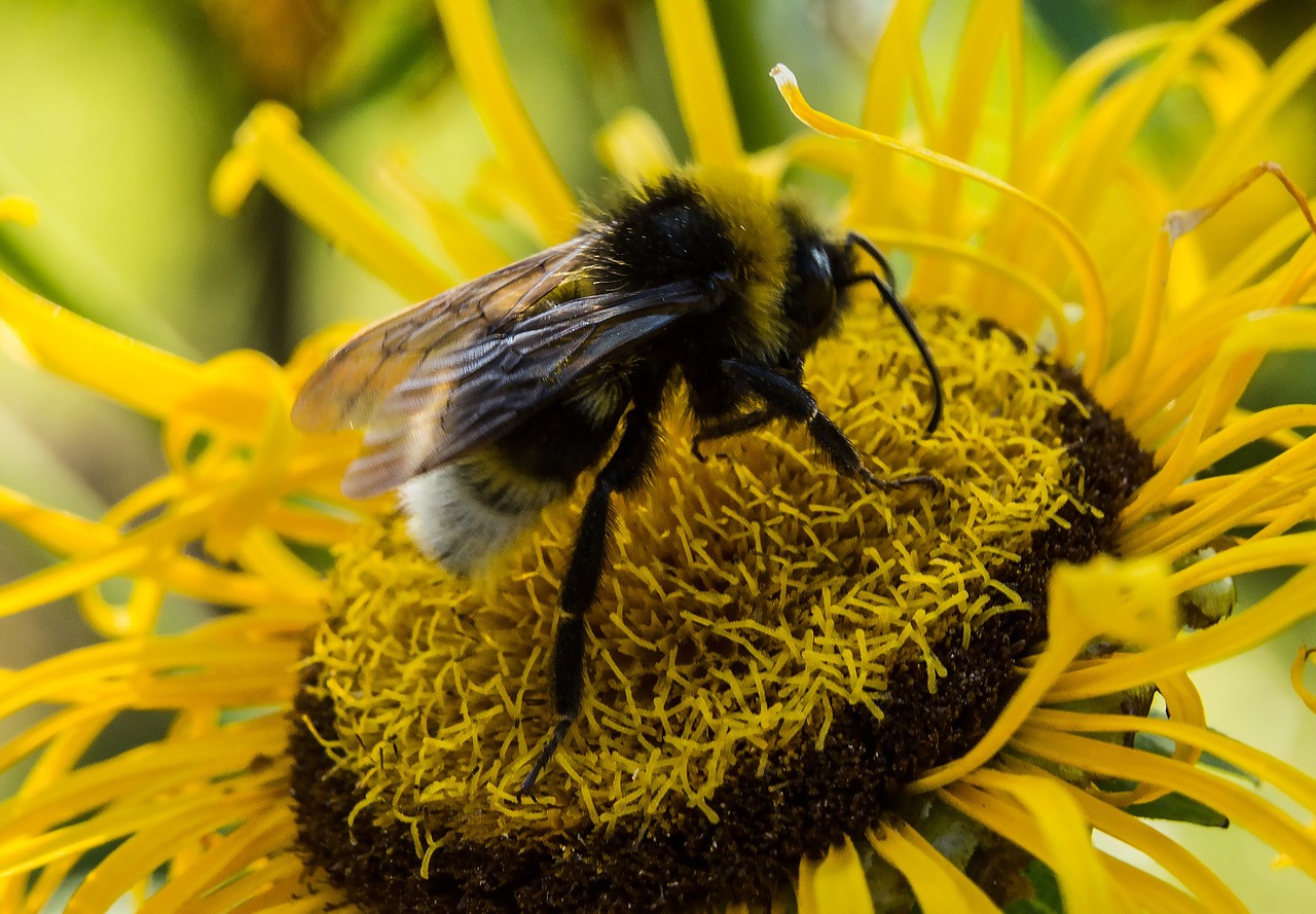 bee summer blossom free photo