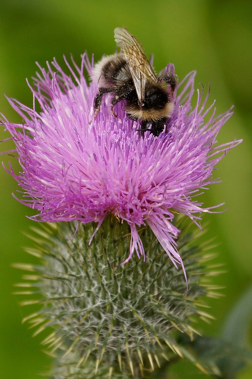 bee thistle flower free photo