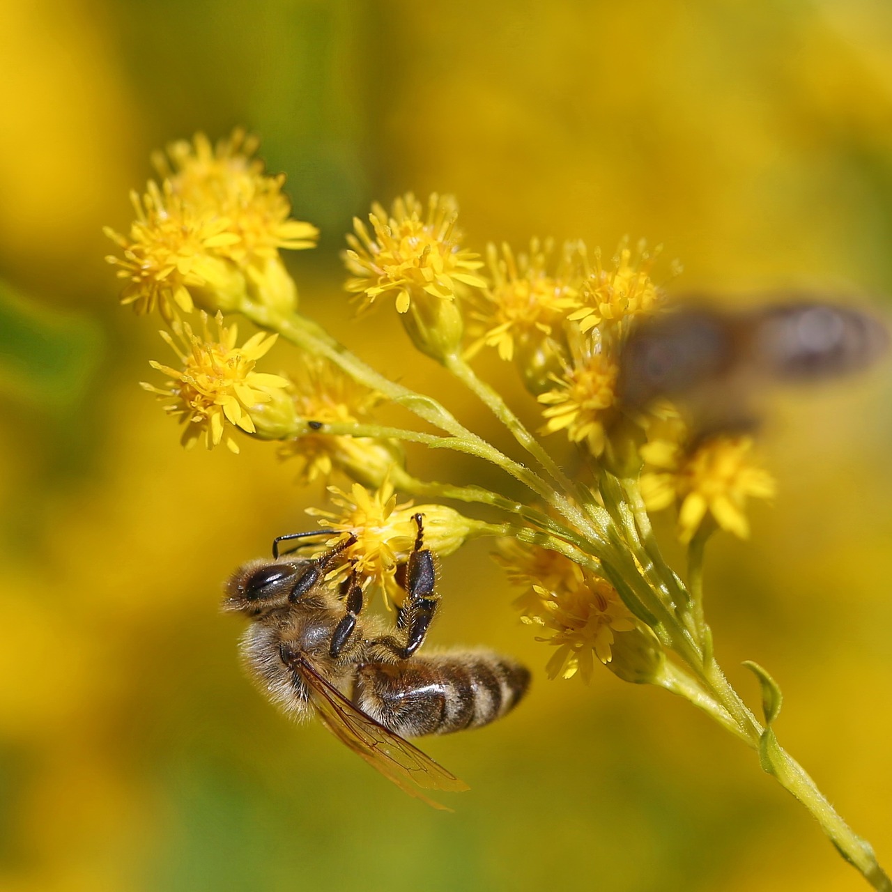 bee blossom bloom free photo