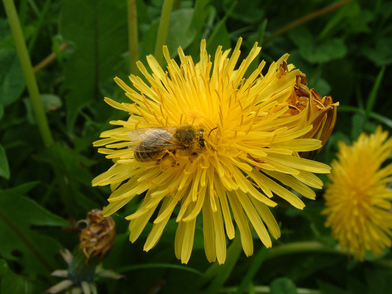 bee flower dandelion free photo