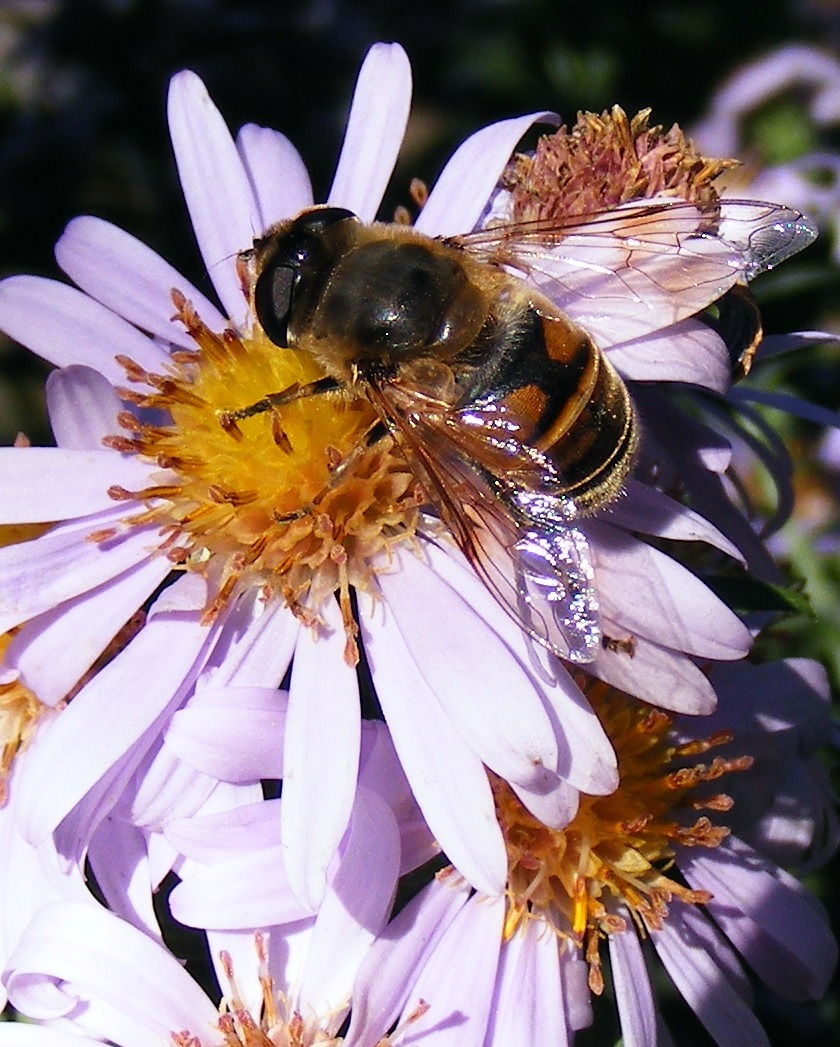 bee flower honey free photo