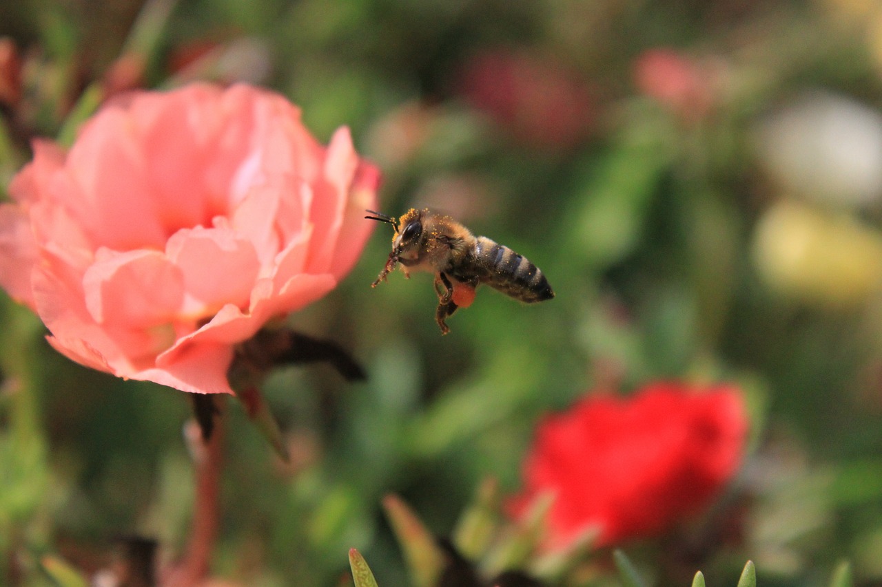 bee flight flowers free photo