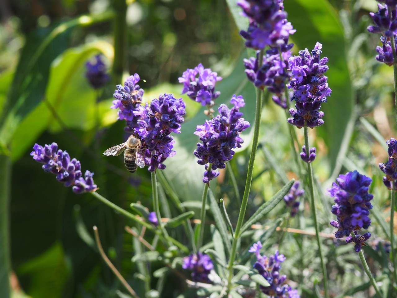 bee flower insect free photo