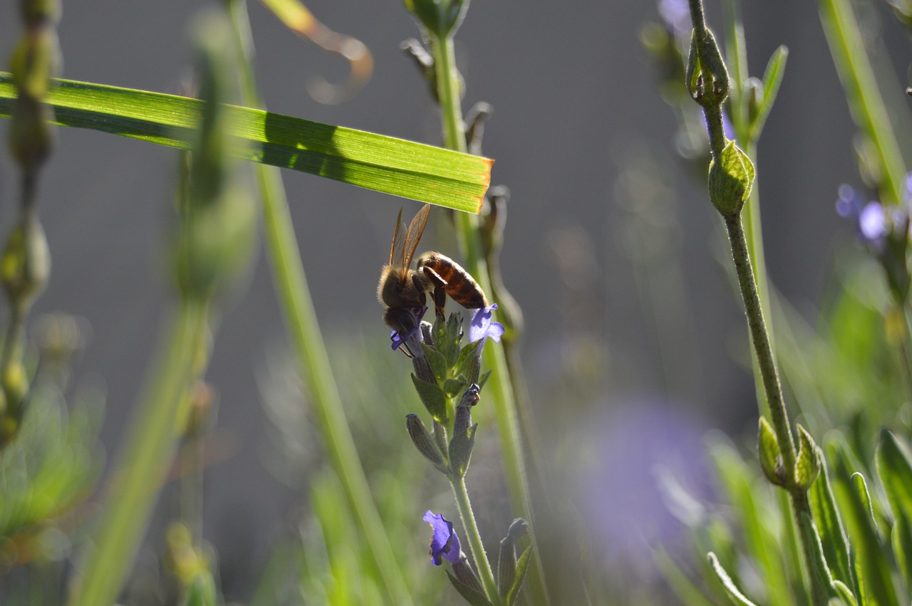 bee nature lavender free photo