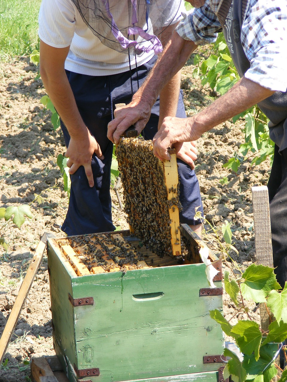 bee garden hive free photo