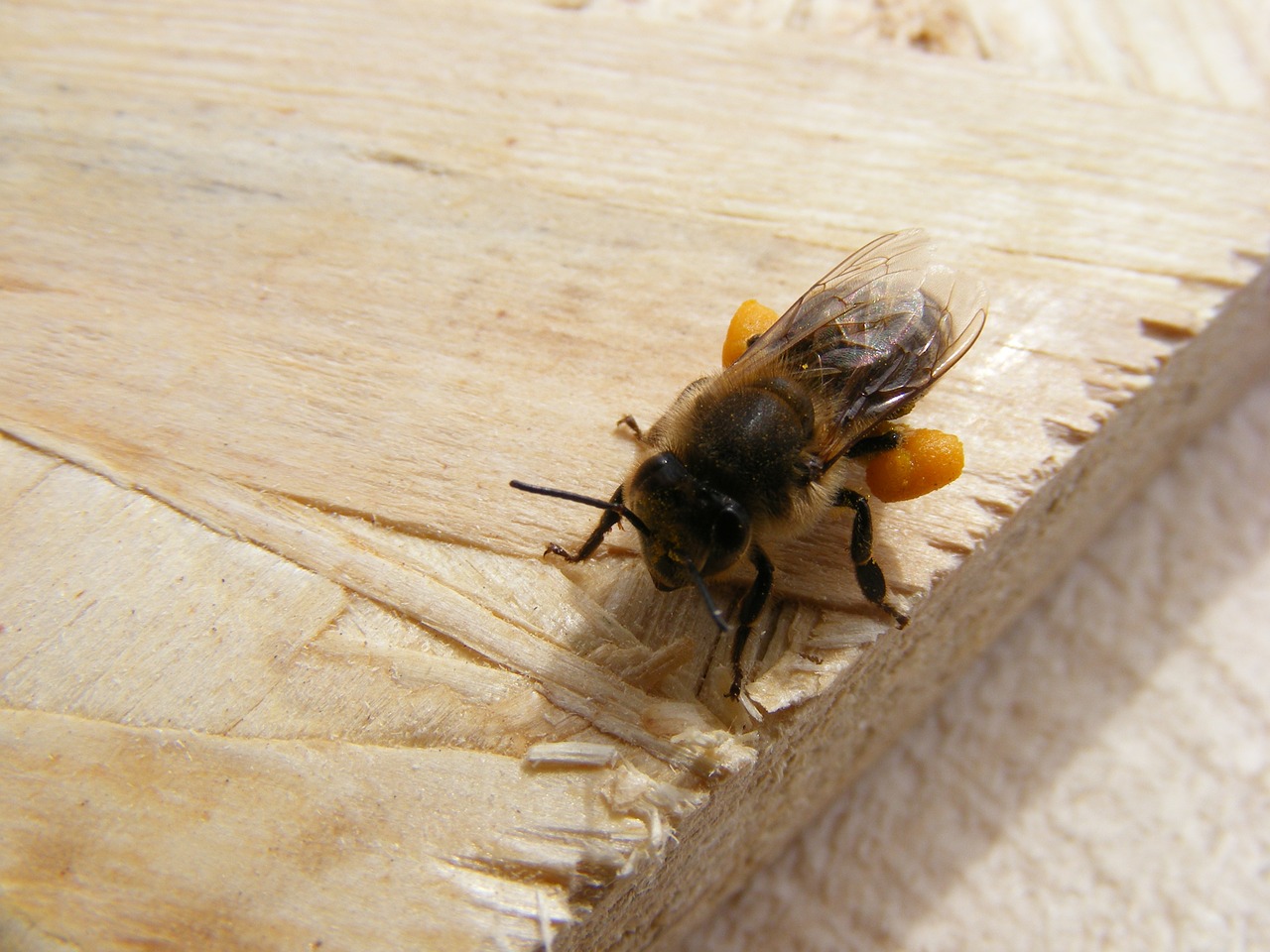 bee dietary loaded free photo