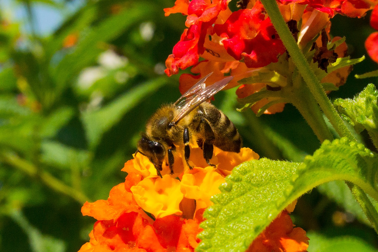 bee blossom bloom free photo