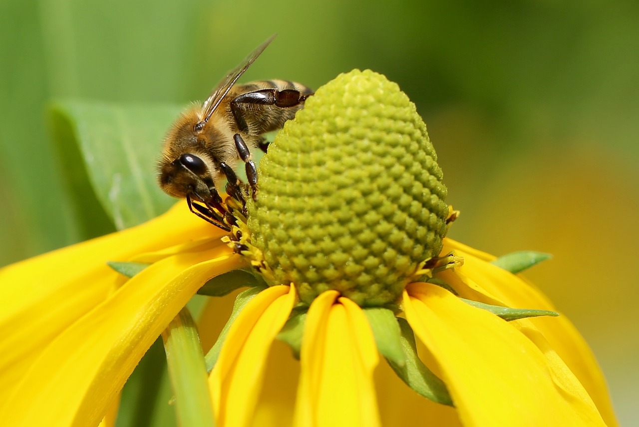 bee high hat flower free photo