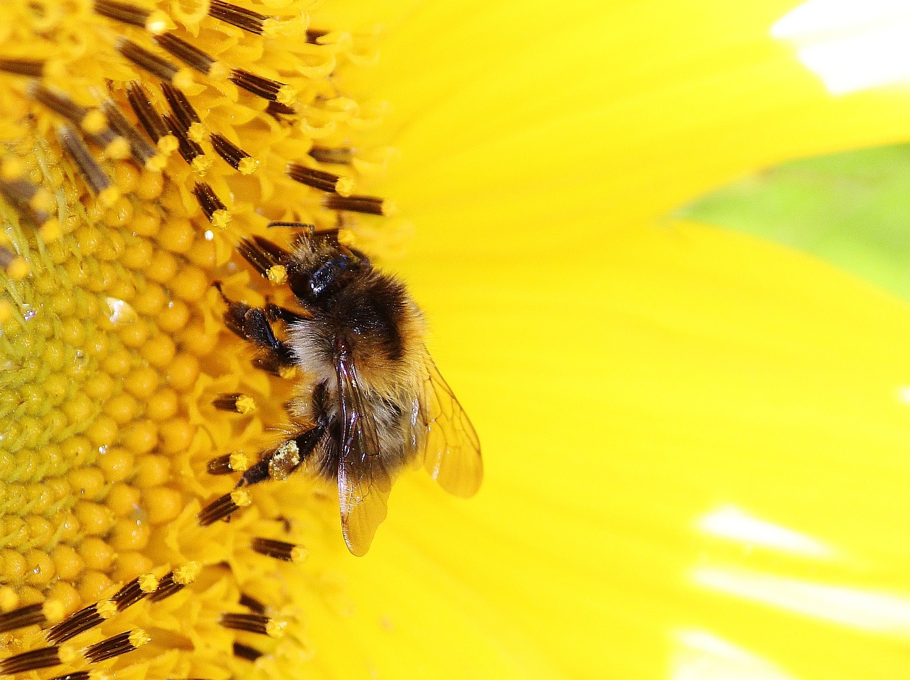 bee sun flower pollen free photo