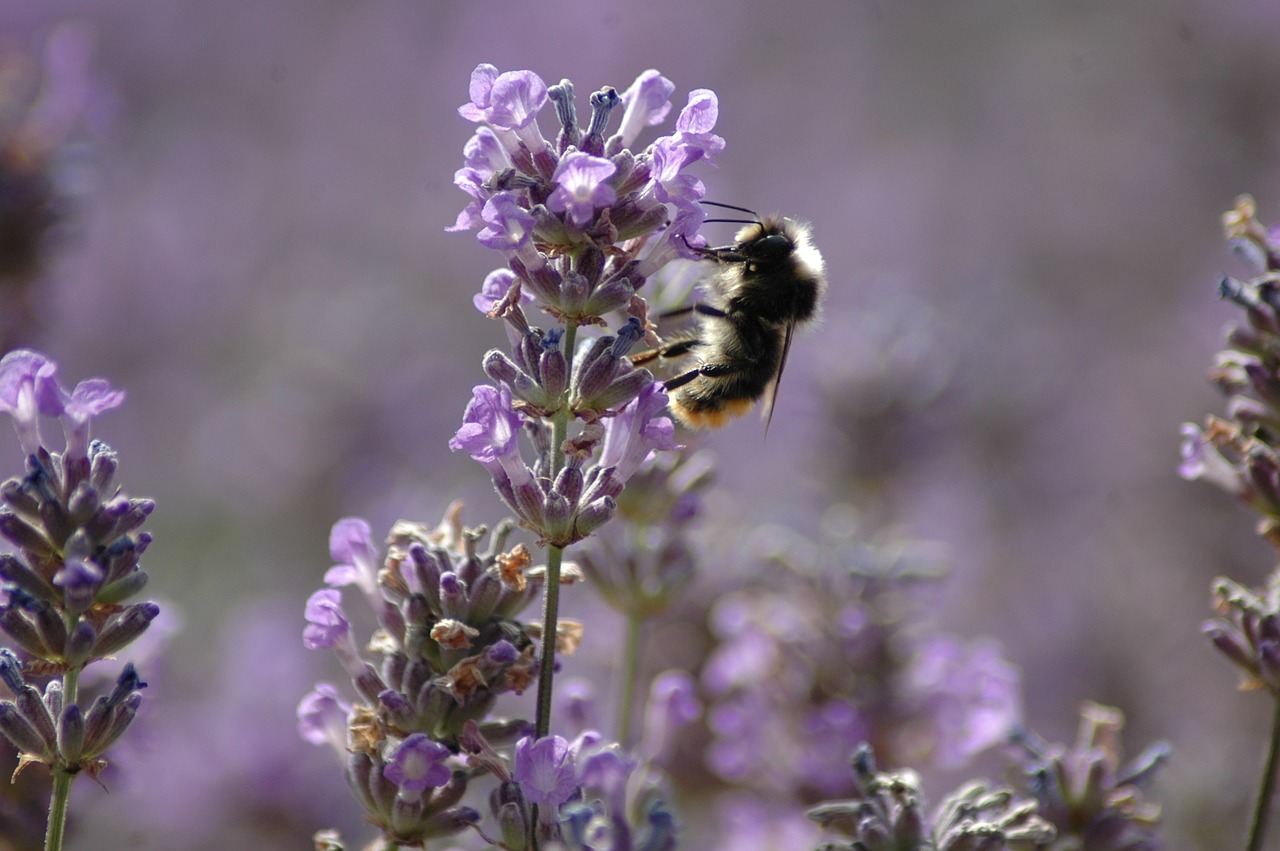 bee lavender pollen free photo