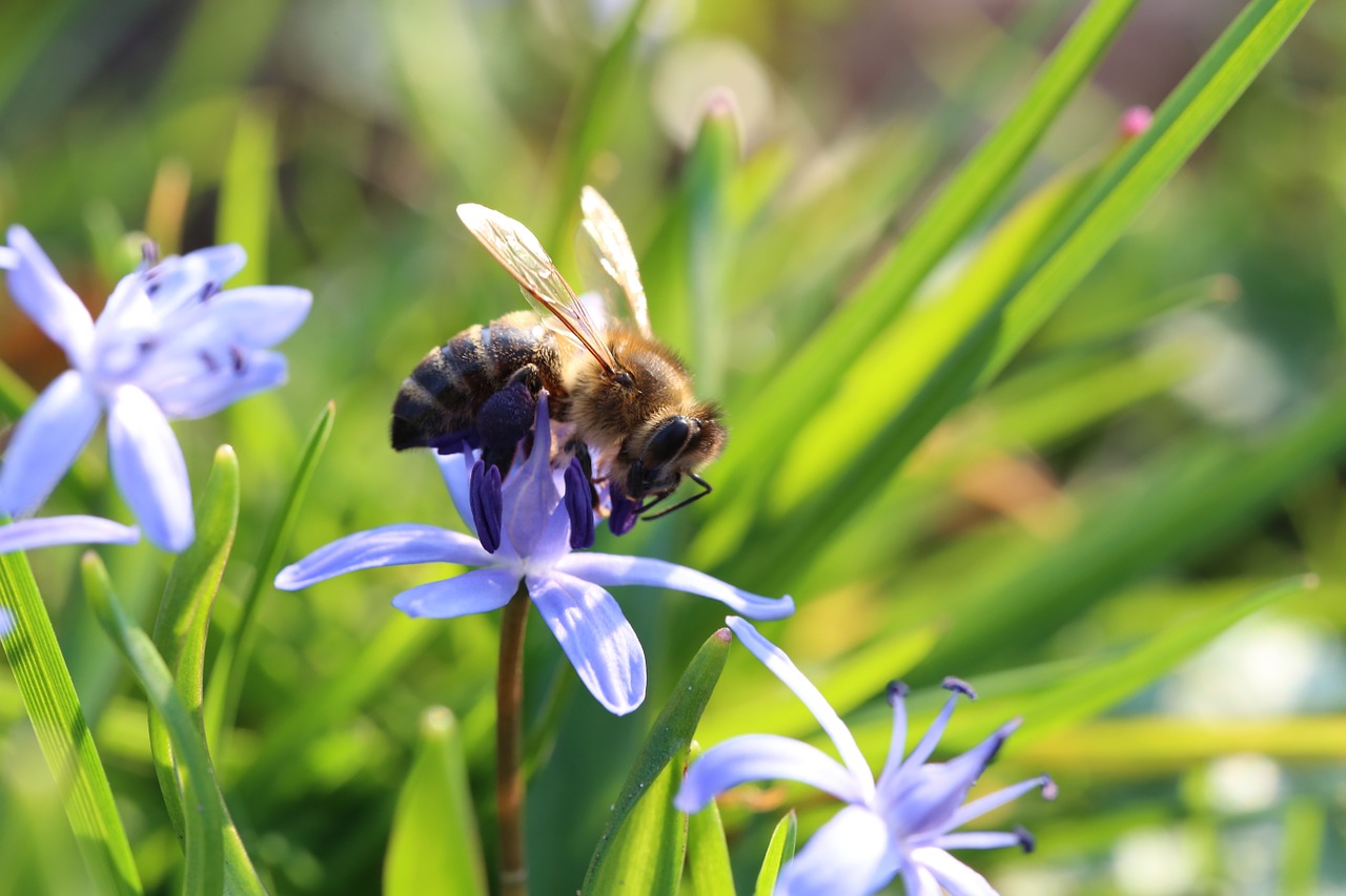 bee meadow nature free photo