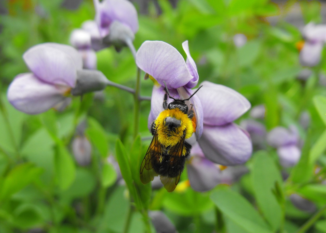 bee flower macro free photo