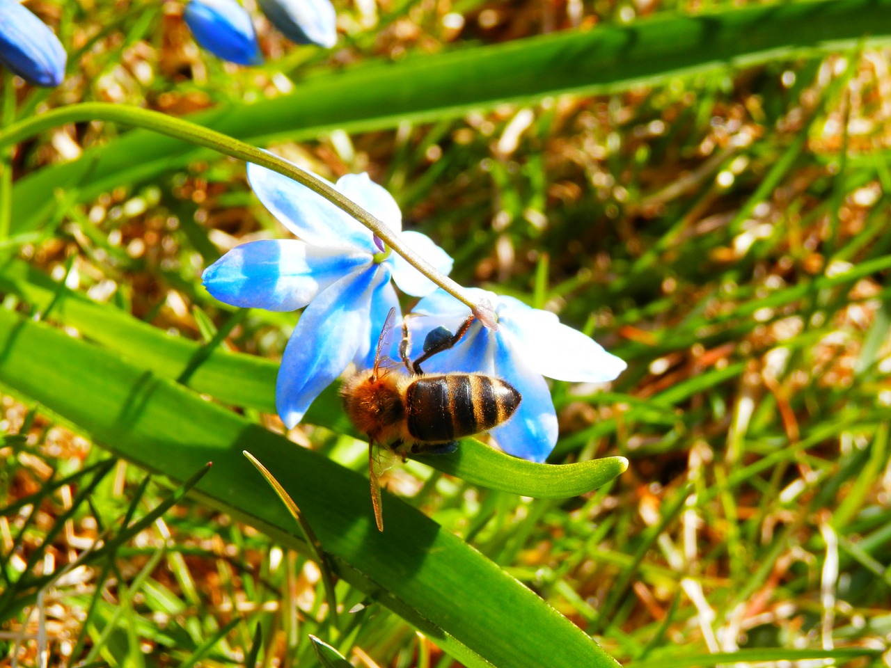 bee spring nature free photo