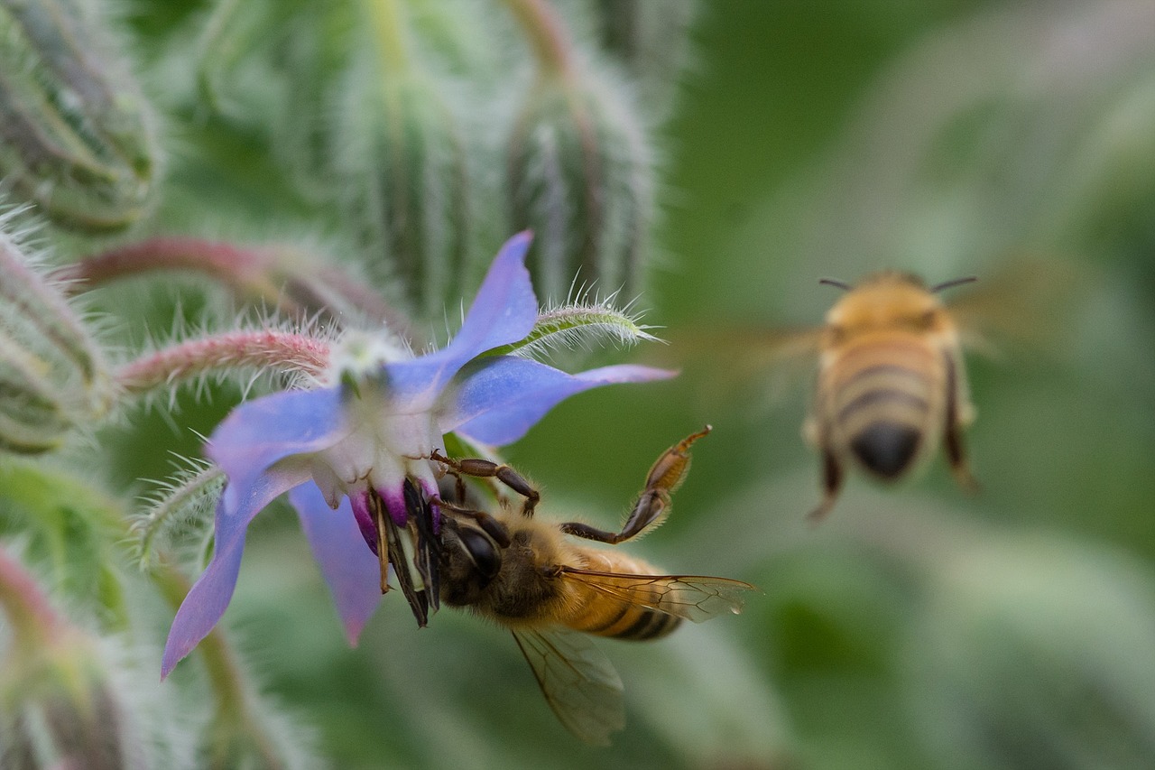 bee insects borage free photo
