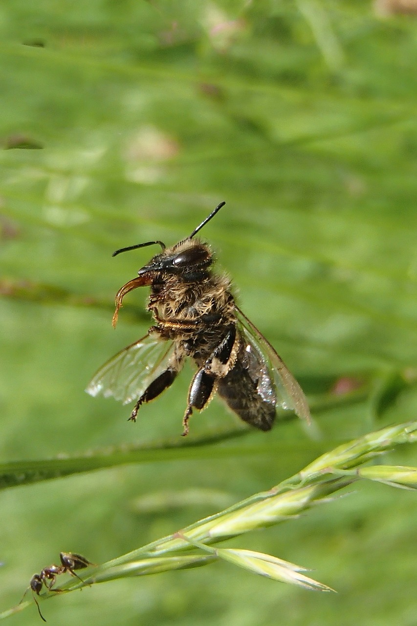 bee nature macro free photo