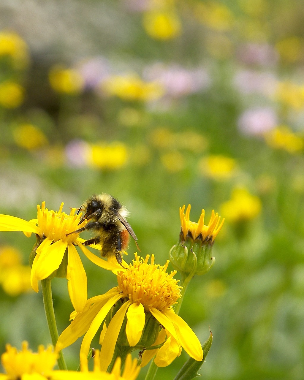 bee insect spring free photo