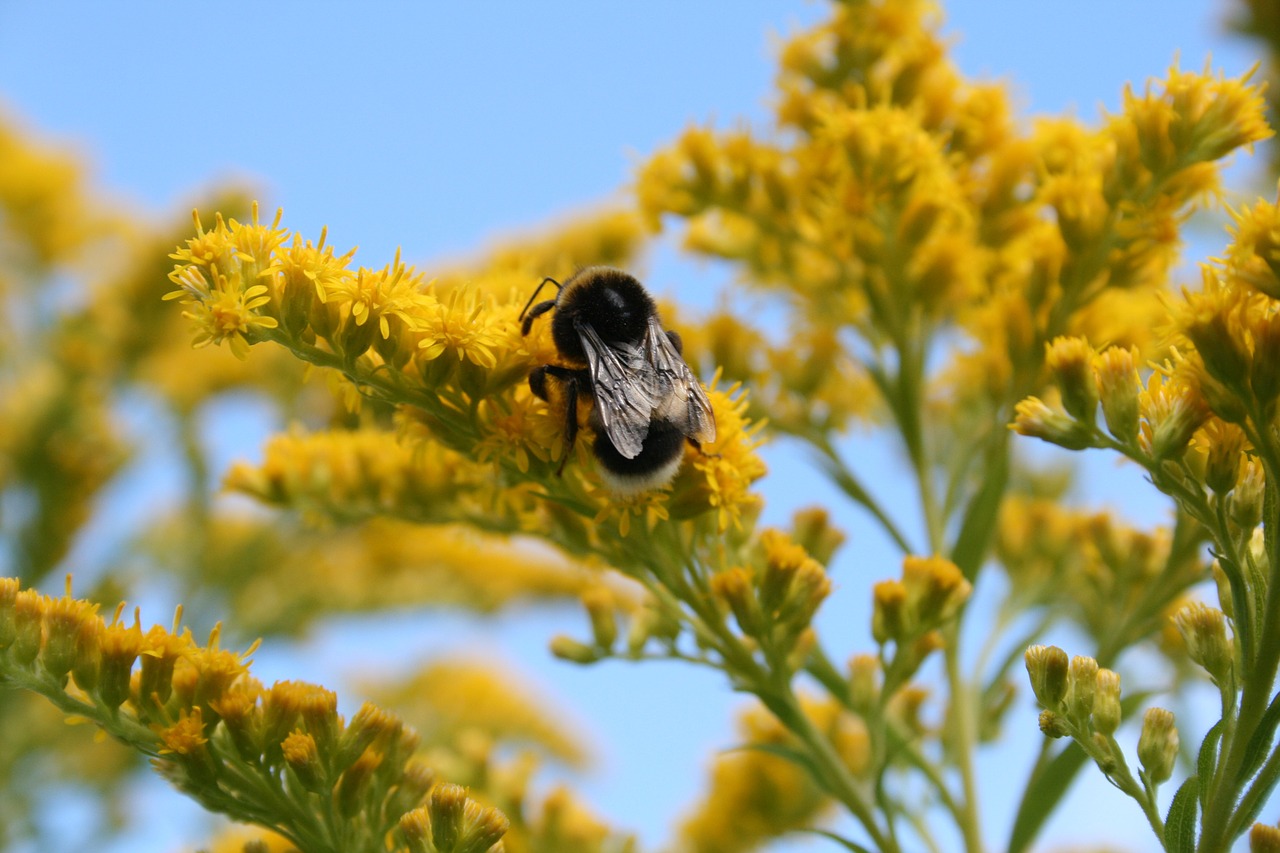 bee insect flying insect free photo