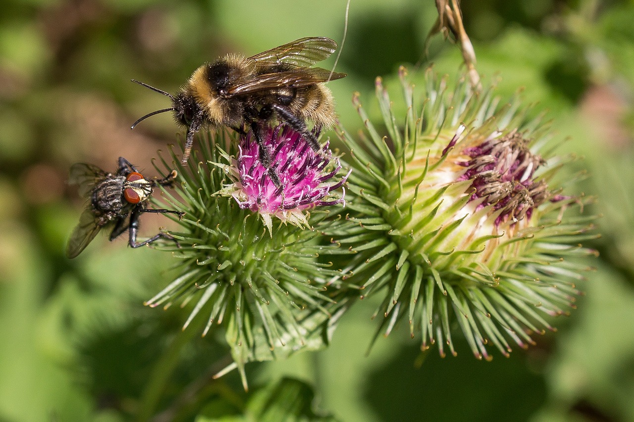 bee fly thistle flower free photo