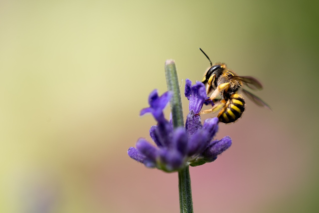 bee flower pollinate free photo