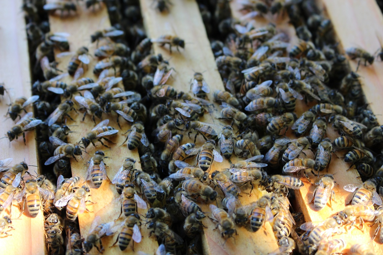 bee hive beekeeping free photo
