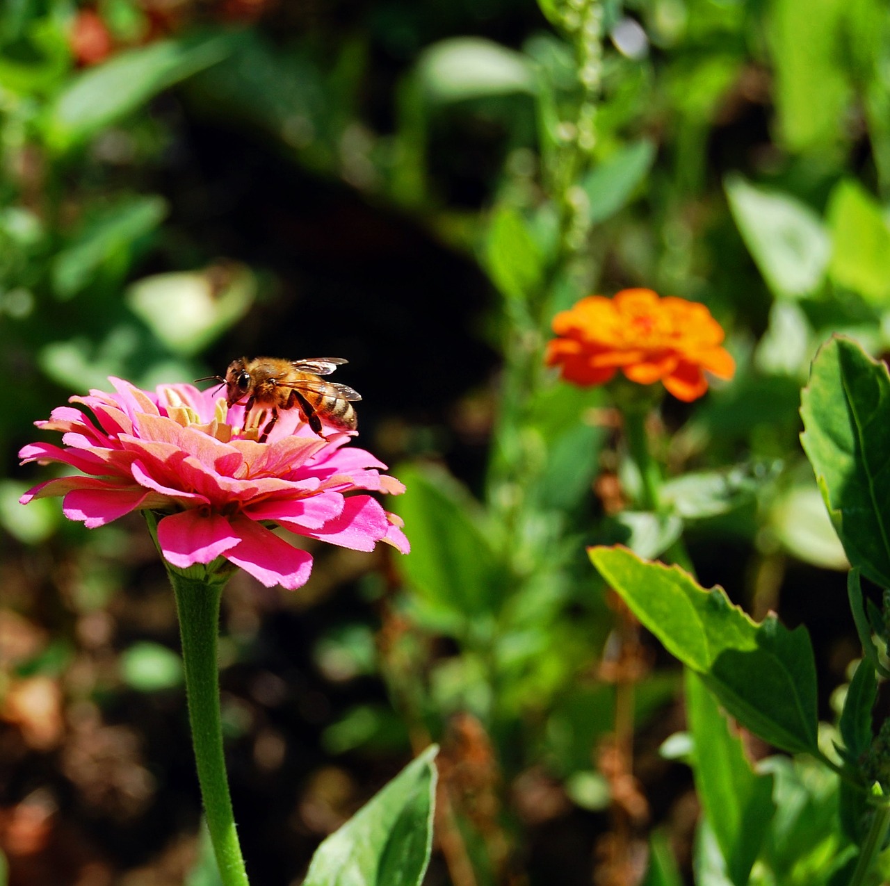 bee flower meadow flower free photo
