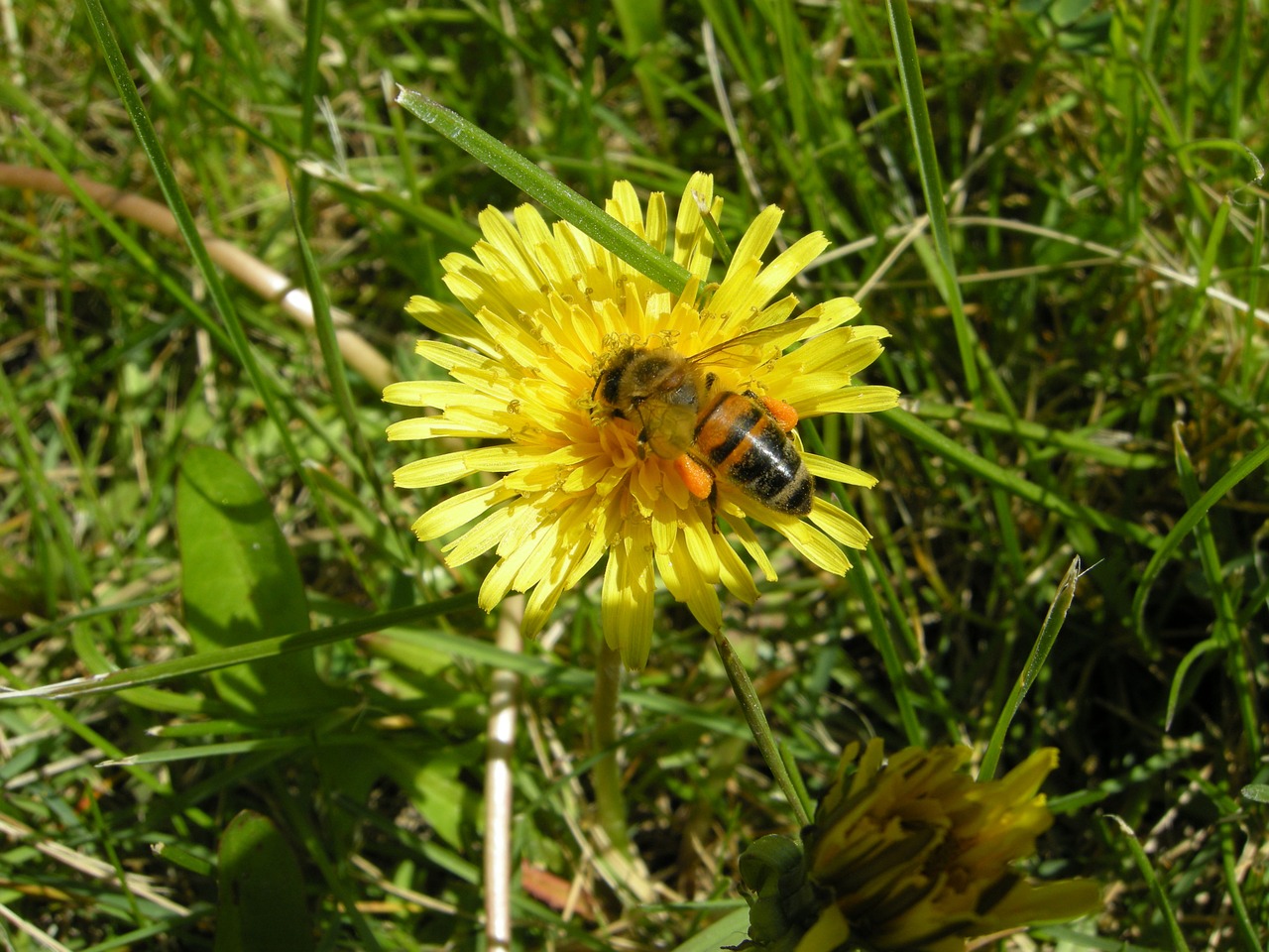 bee flower poien free photo