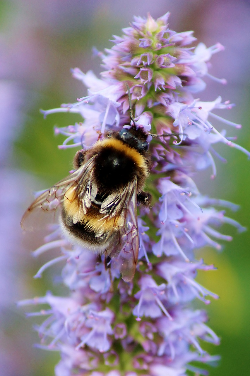 bee hummel insect free photo