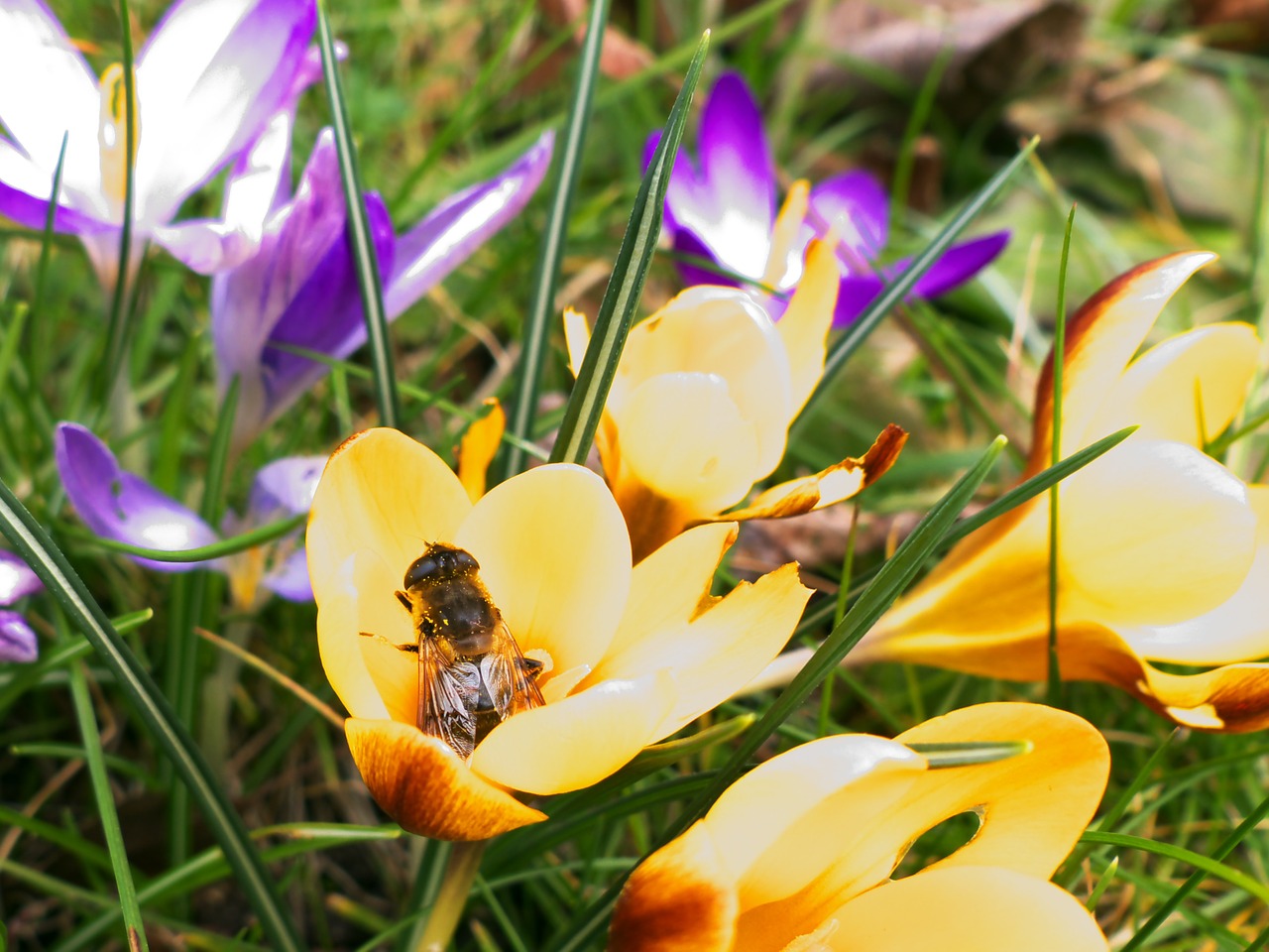 bee flowers blossom free photo