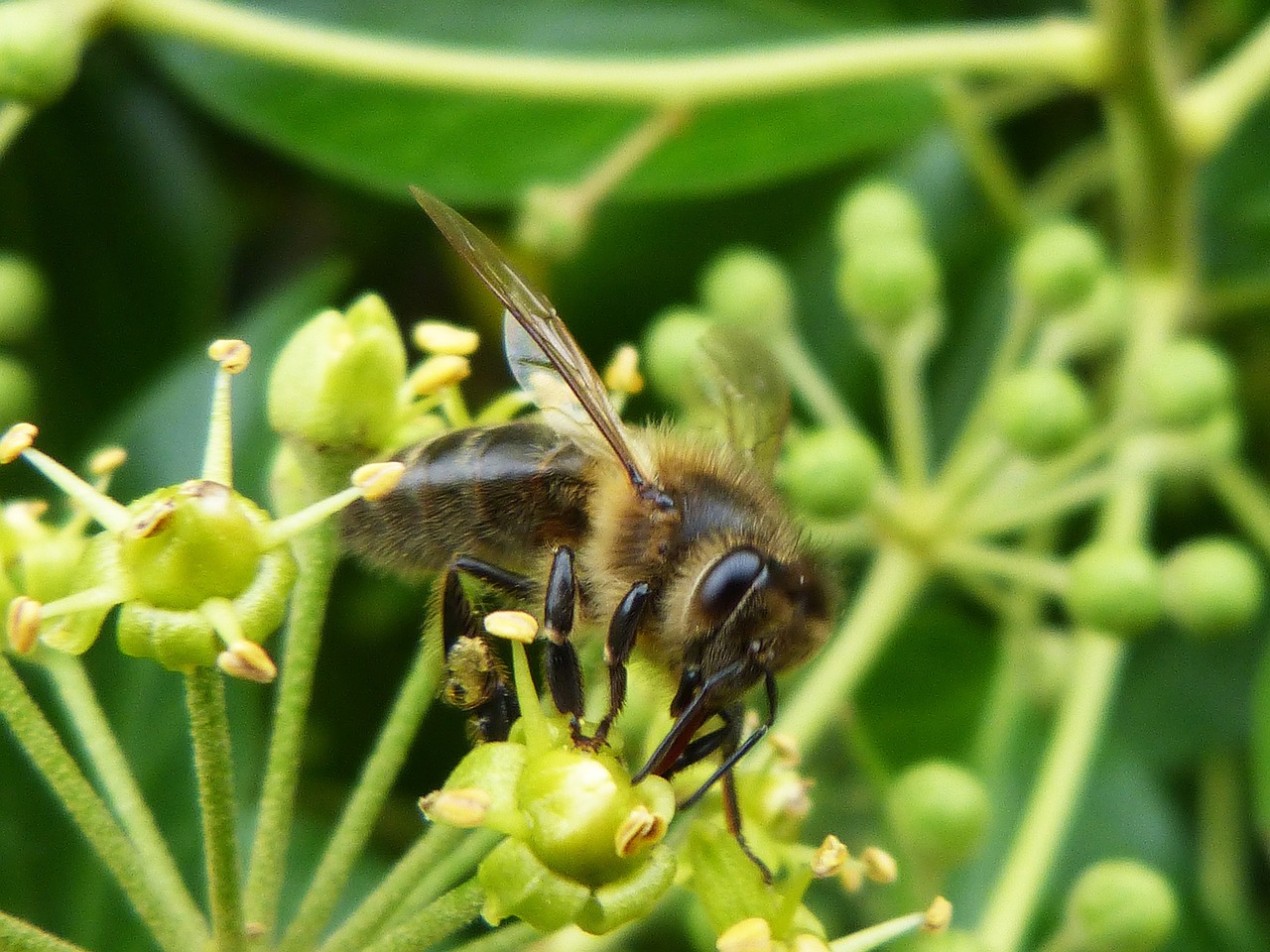 bee libar green free photo