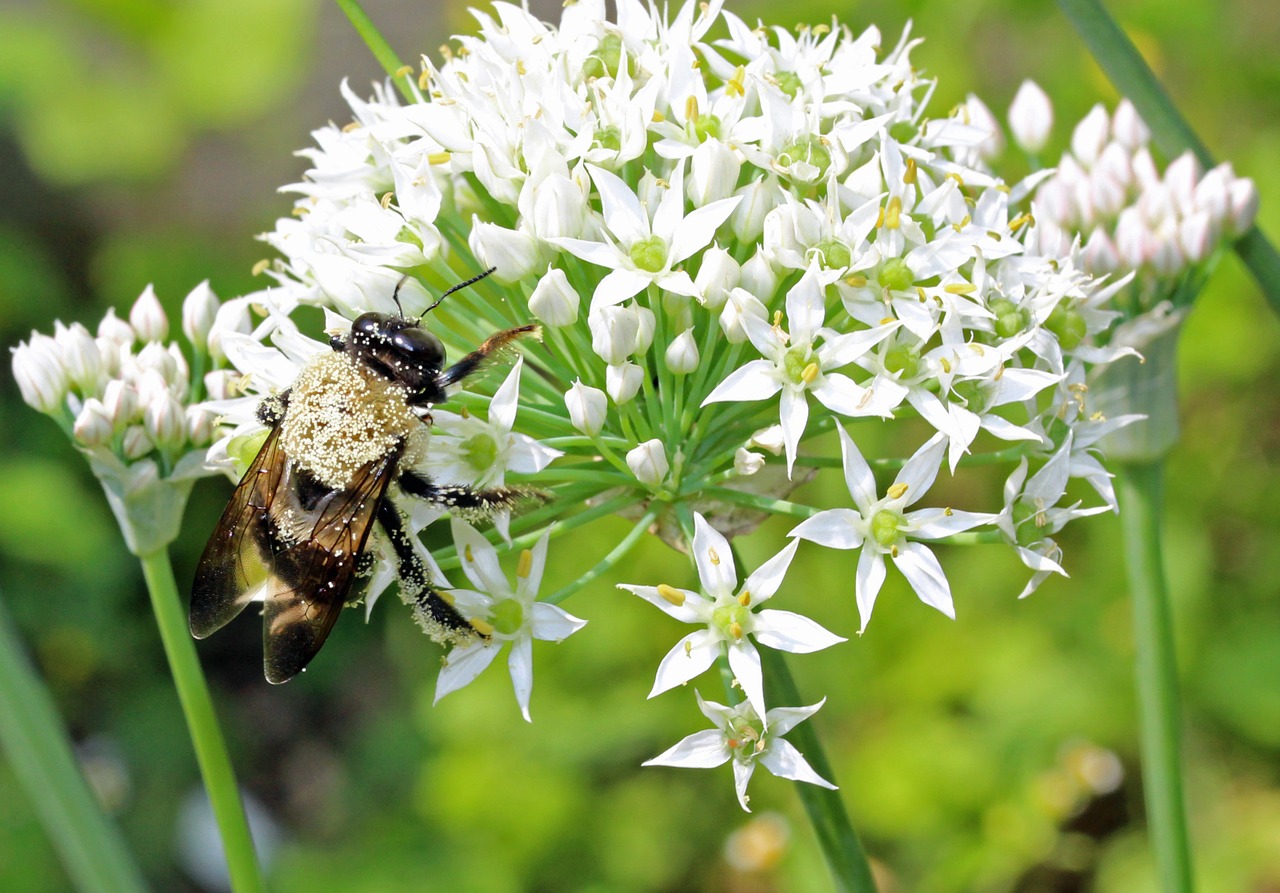 bee flower pollen free photo