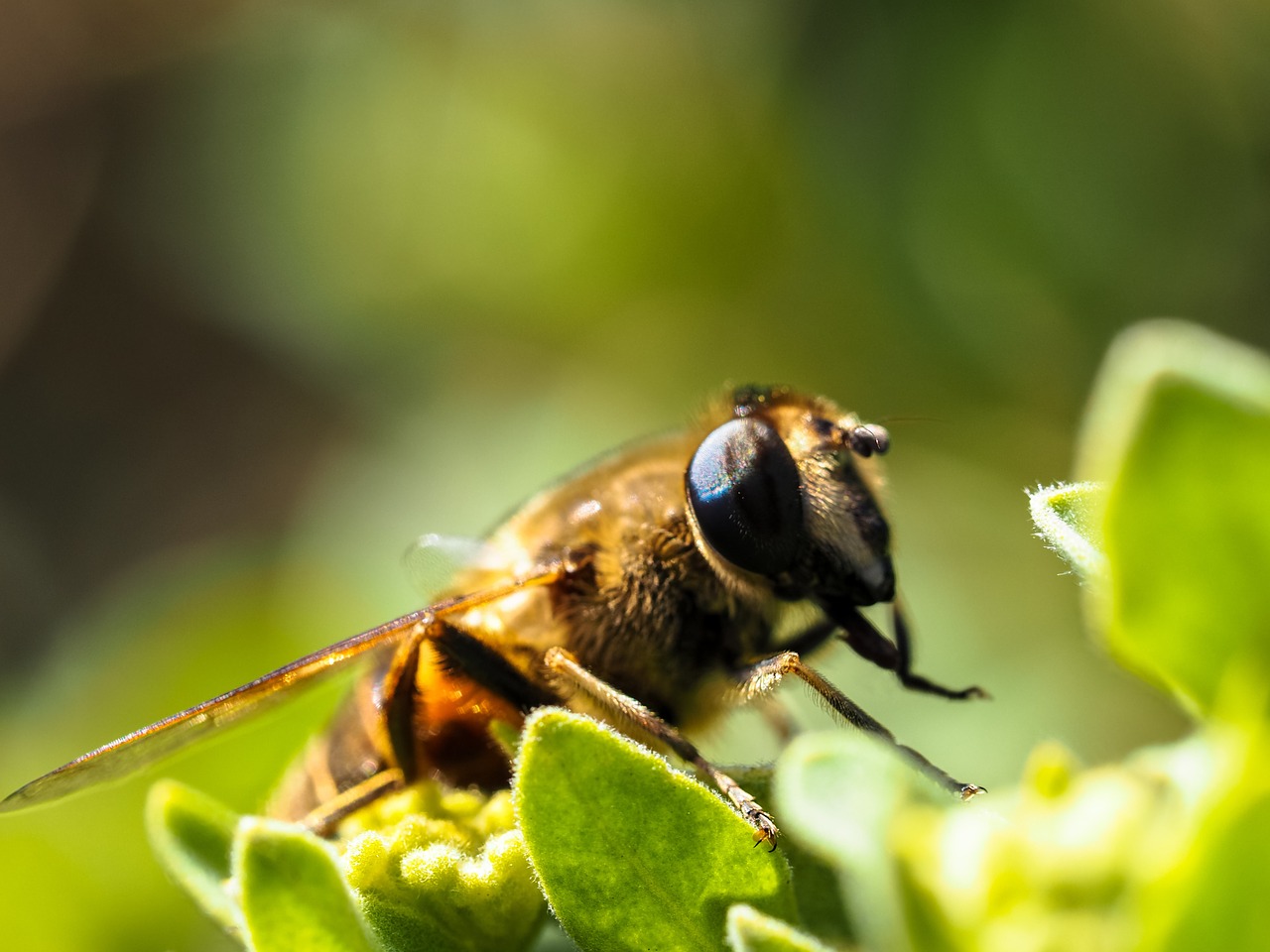 bee plant insect free photo