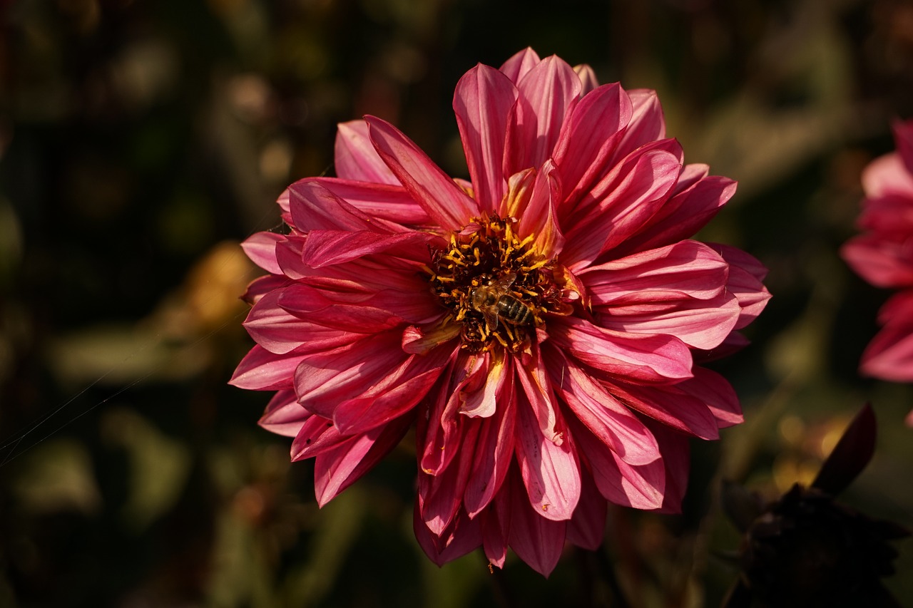 bee wasp blossom free photo