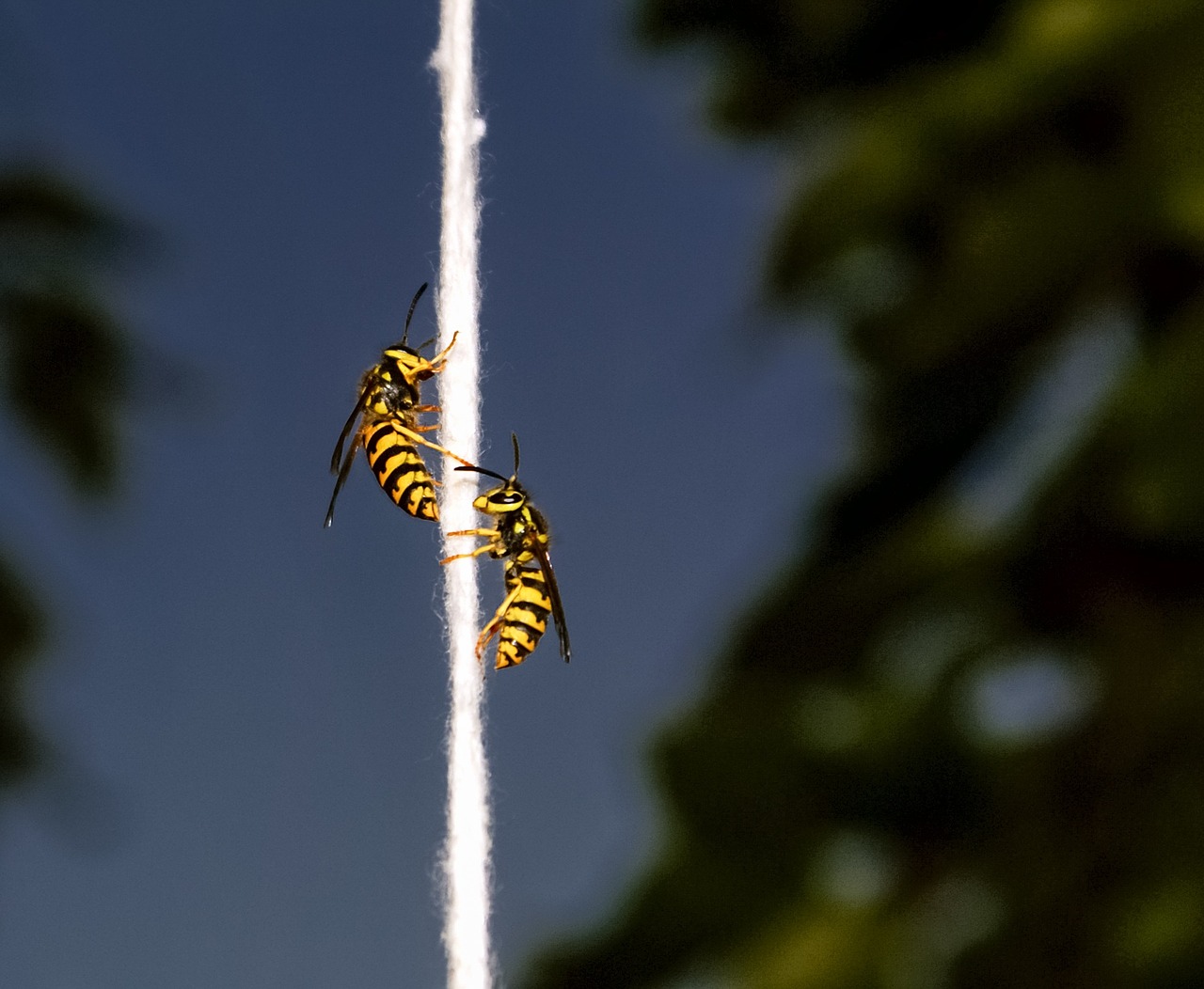 bee wasp insect free photo