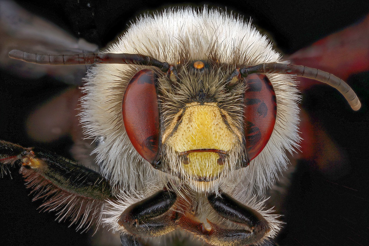bee anthophora bomboides free photo