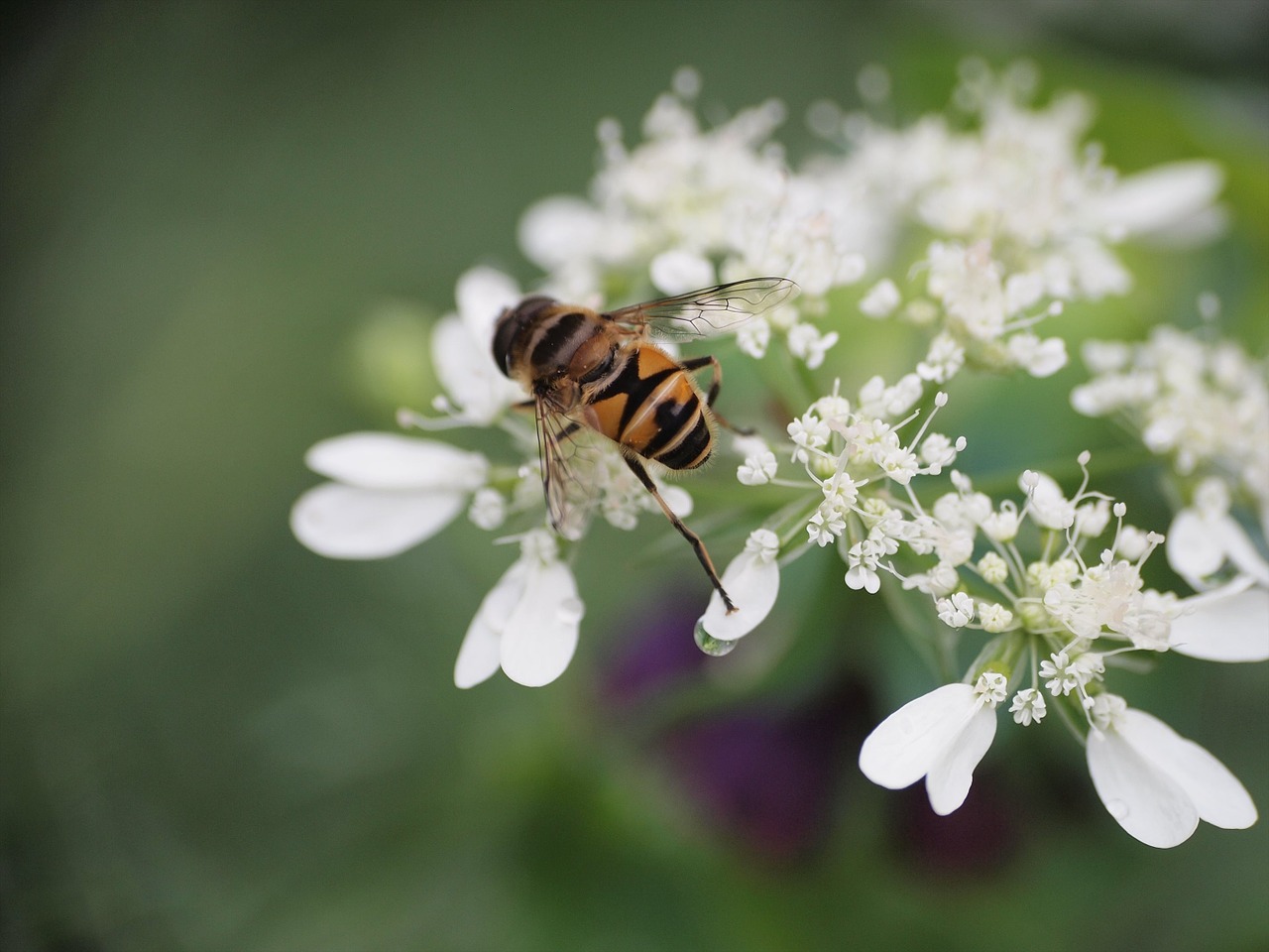 bee insect macro free photo