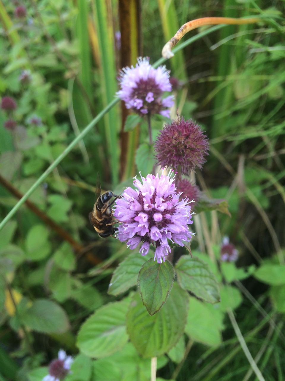 bee flower nature free photo