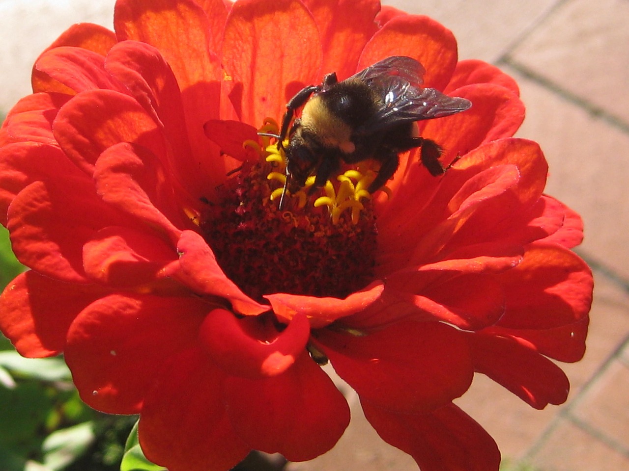 bee flower clemens gardens free photo