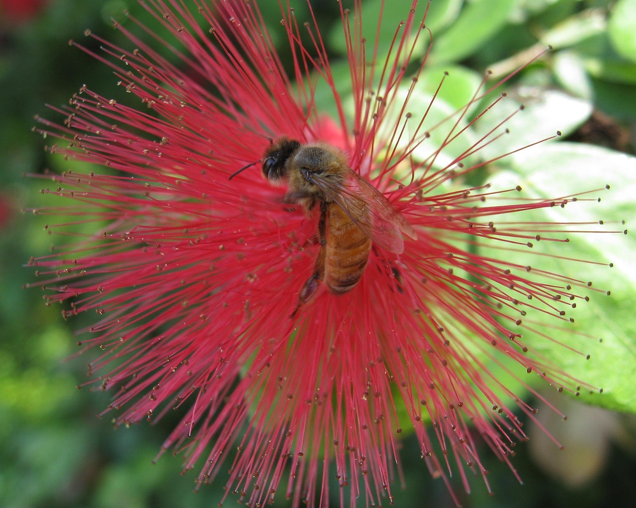 bee flower garden free photo