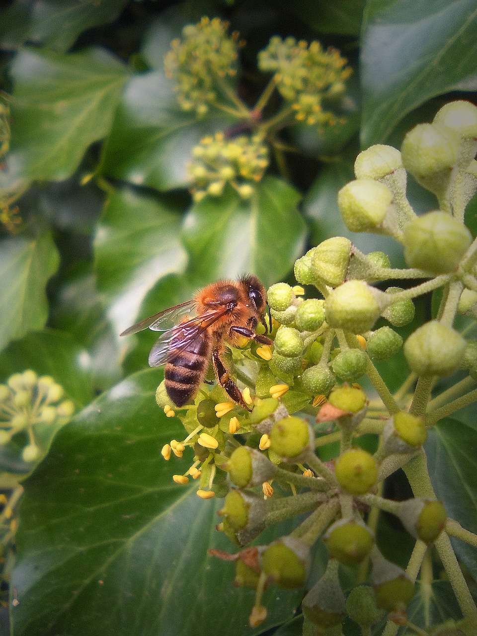 bee sucking macro free photo