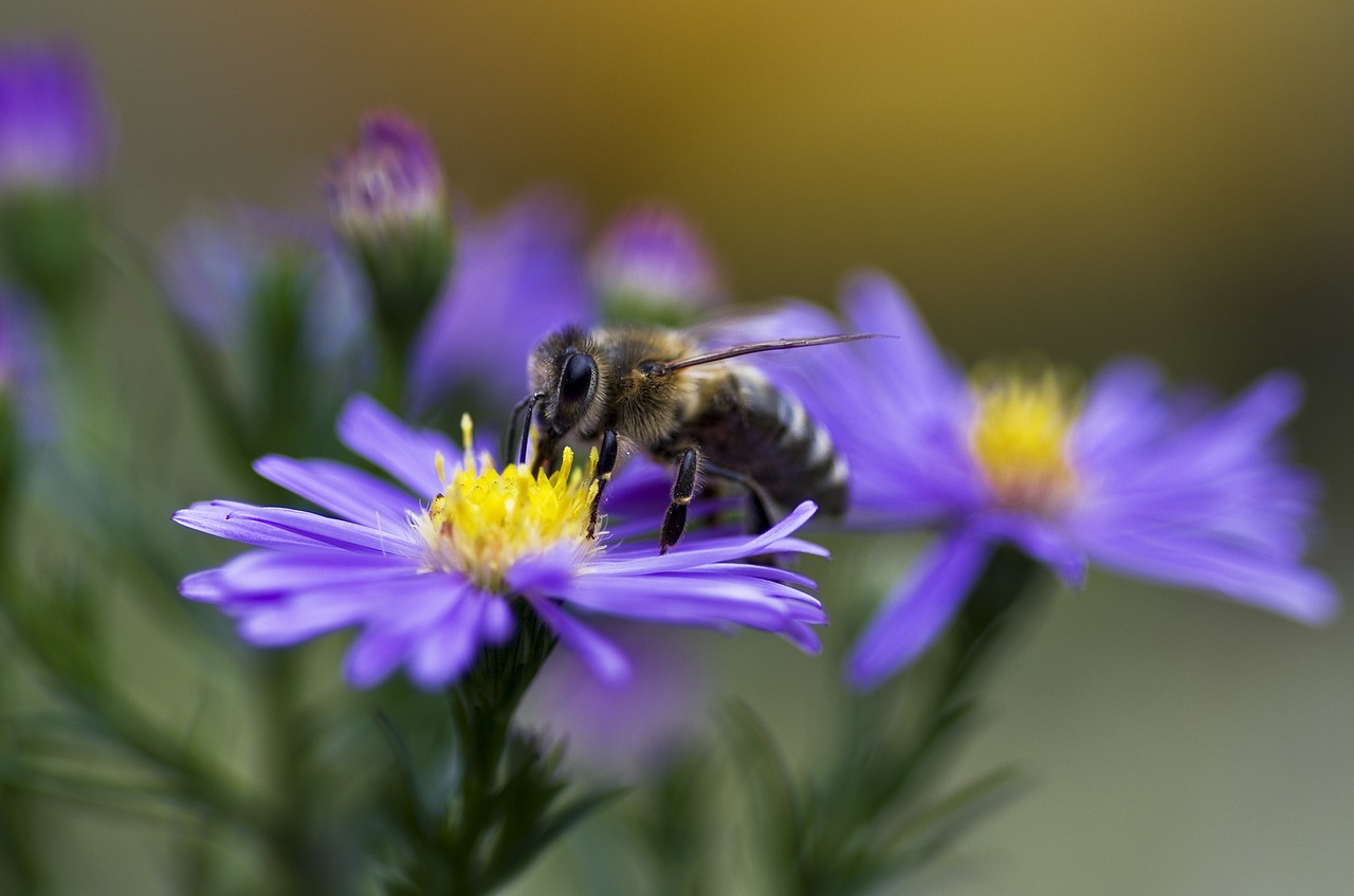 bee honey bee honeybee free photo