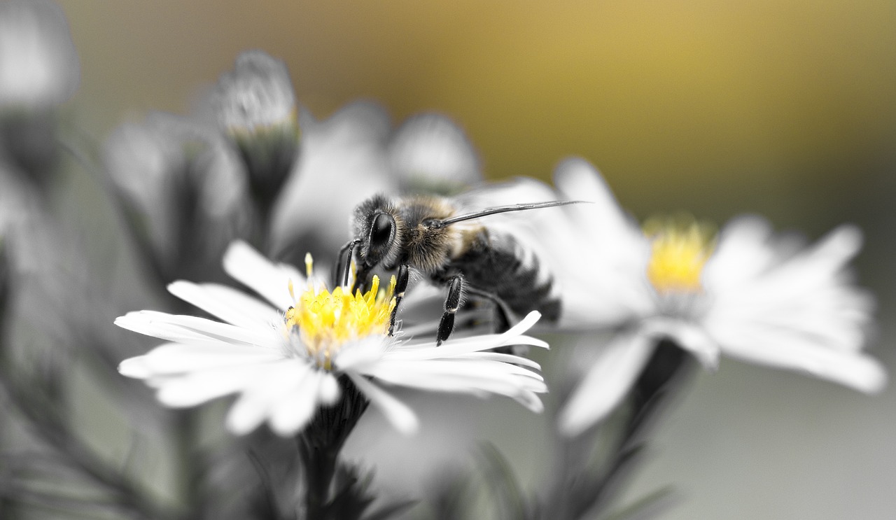 bee honey bee aster free photo