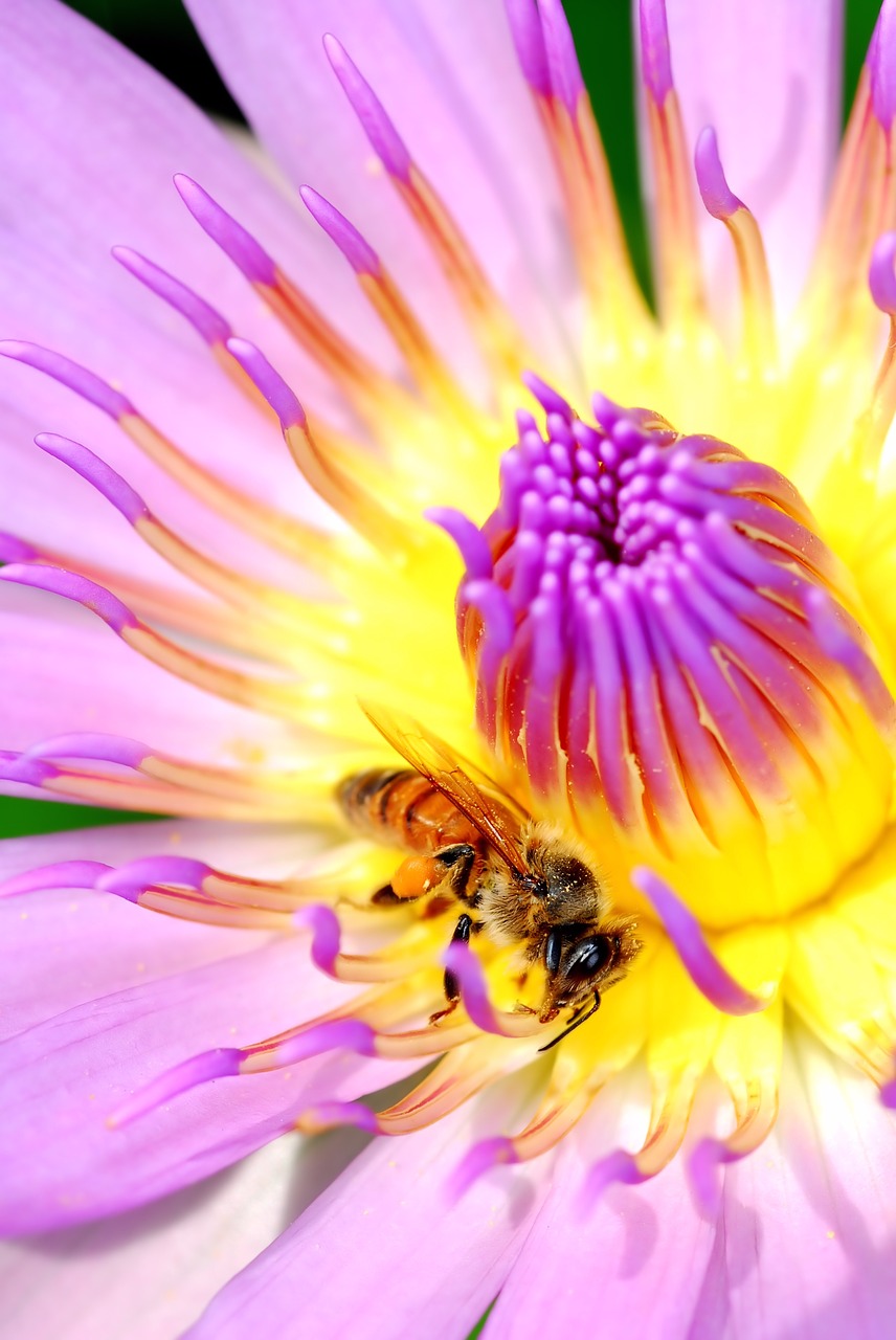 bee insects lotus free photo